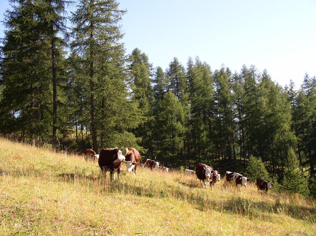 Agriturismo Barba Gust 切萨纳·都灵尼斯 外观 照片