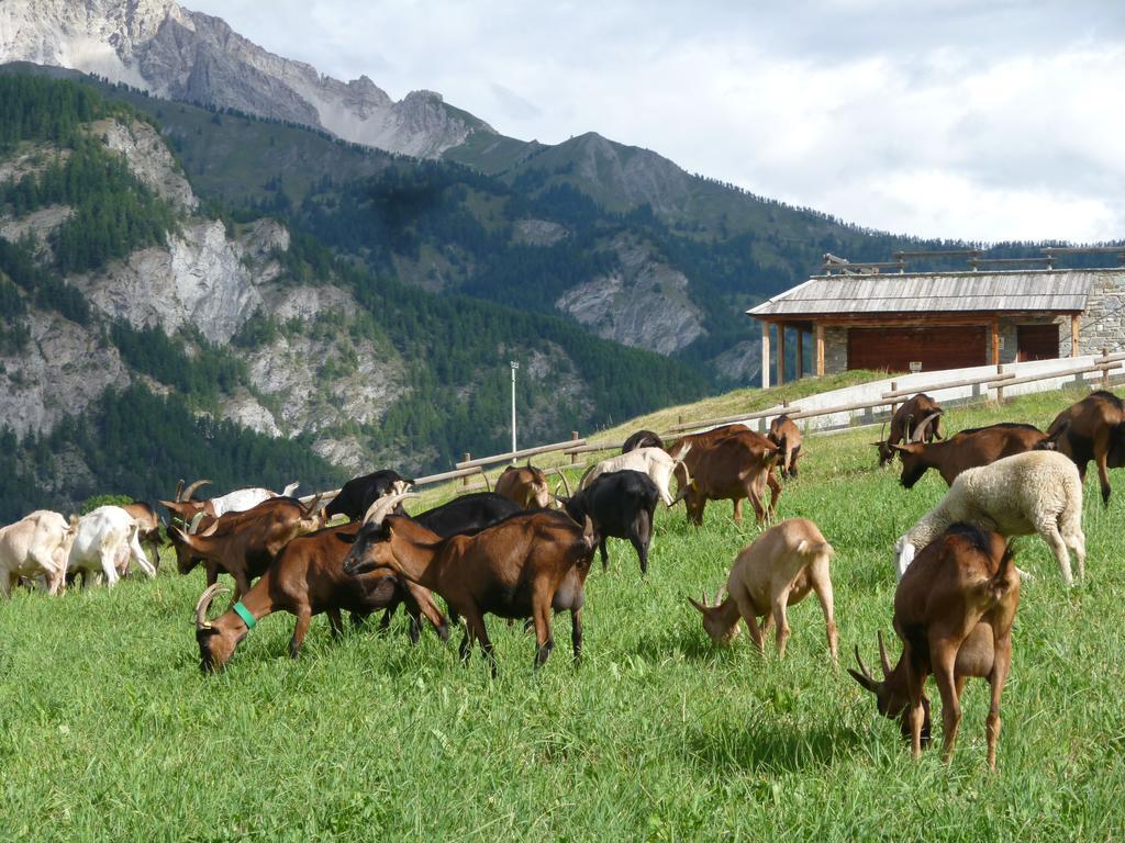 Agriturismo Barba Gust 切萨纳·都灵尼斯 外观 照片