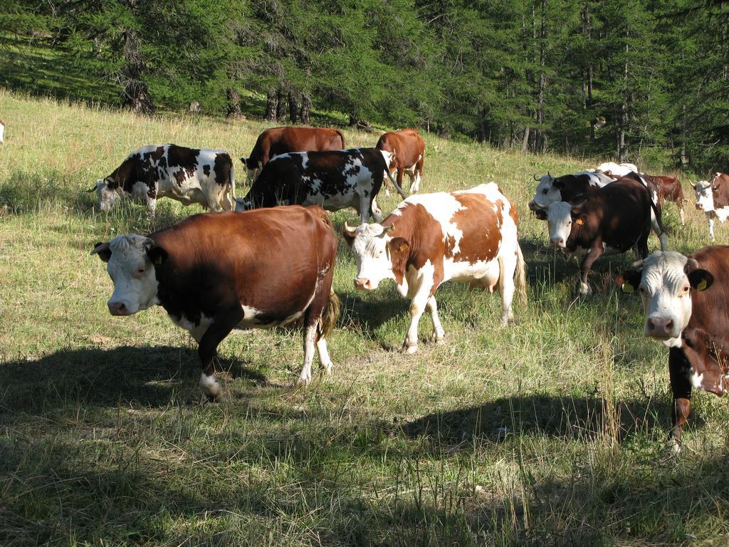 Agriturismo Barba Gust 切萨纳·都灵尼斯 外观 照片